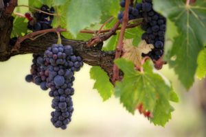 Uva vinos mas caros del mundo