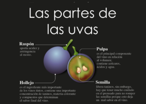 ¿Conoces las partes de la uva?