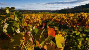 ¿Cómo puede afectar el cambio climático al vino?