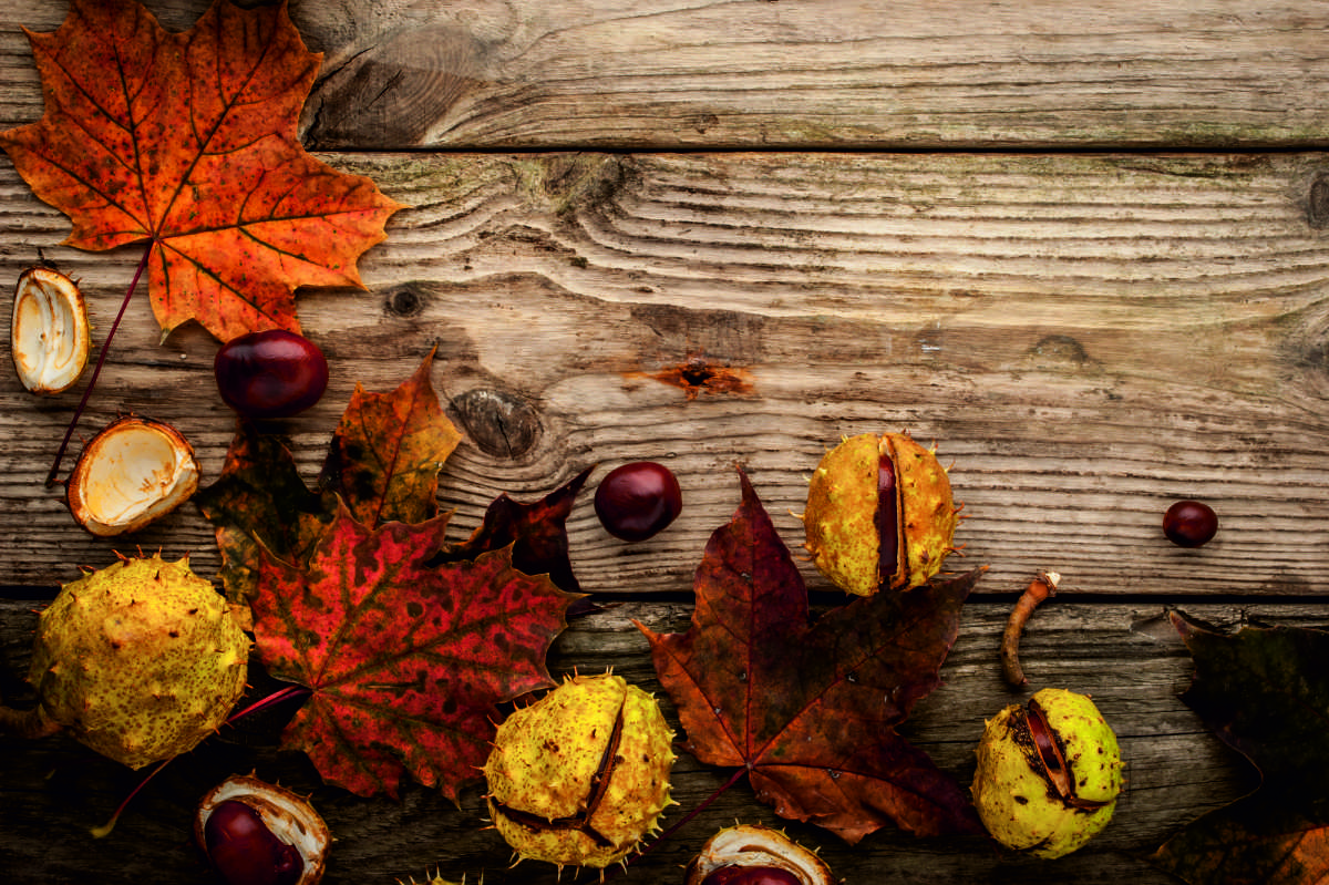 vistazo proteger Retener Los mejores productos de otoño para la salud y la cocina